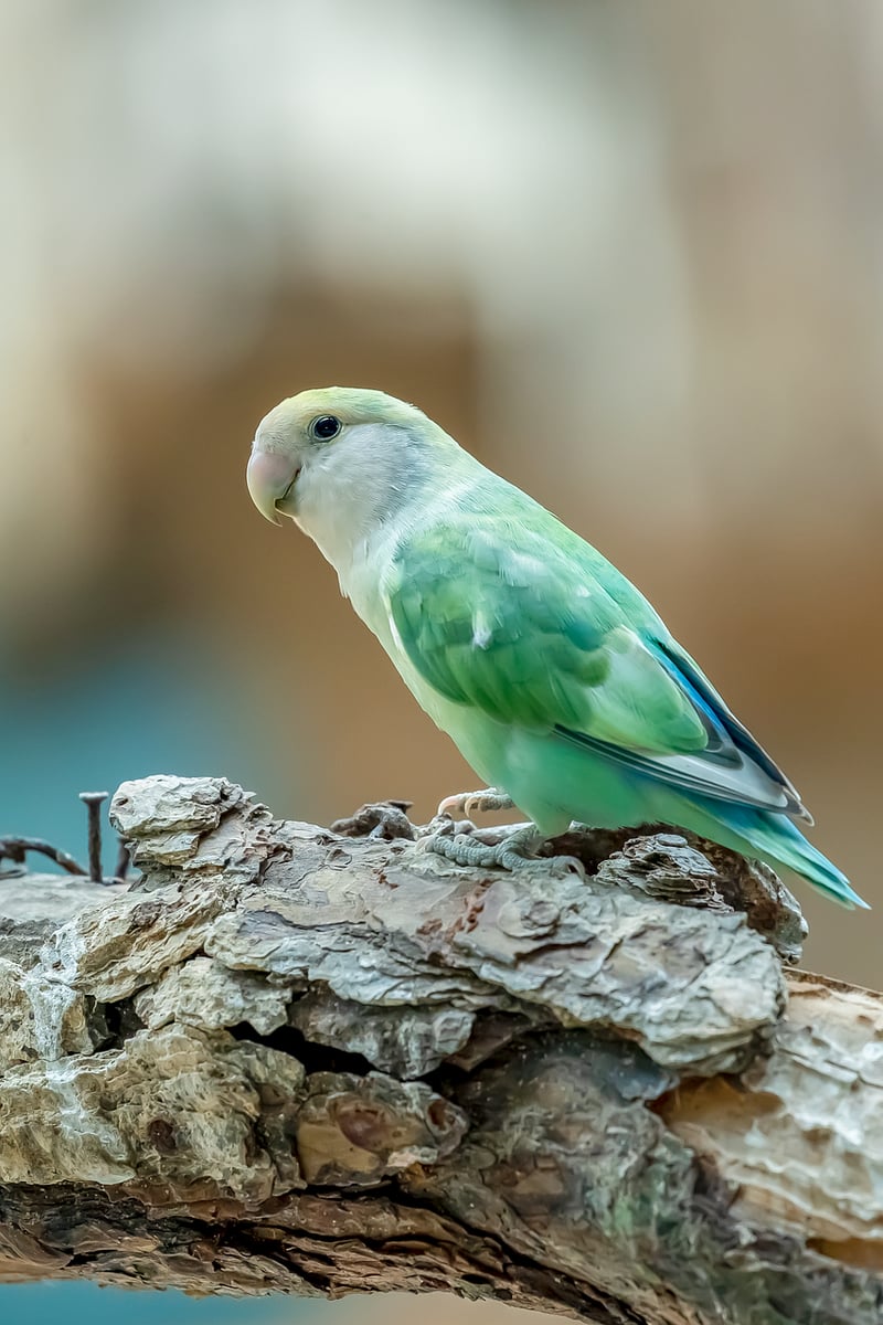 Phoenix Perch
