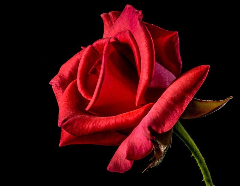 Flower Image